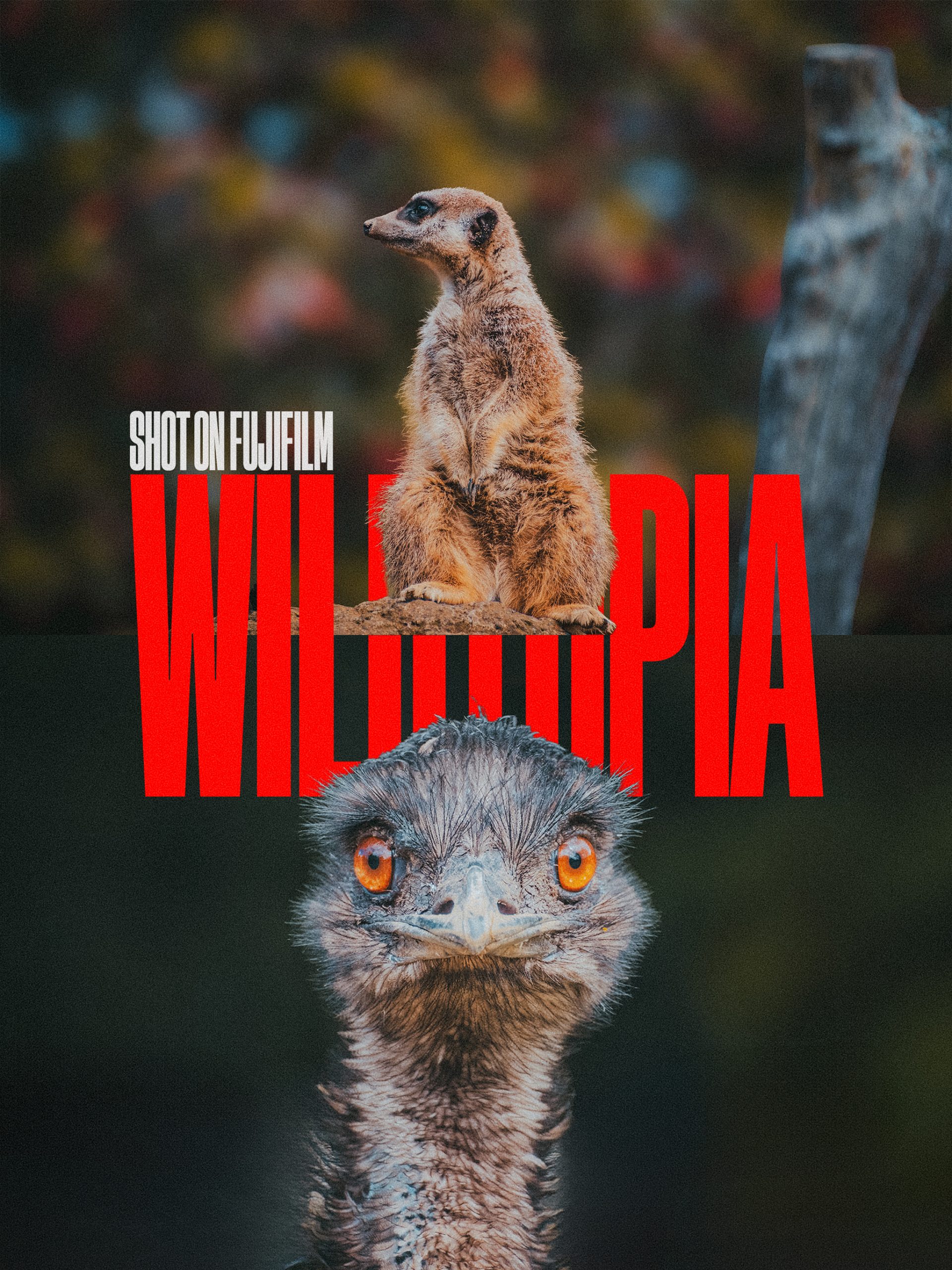 A Portrait Session at Auckland Zoo